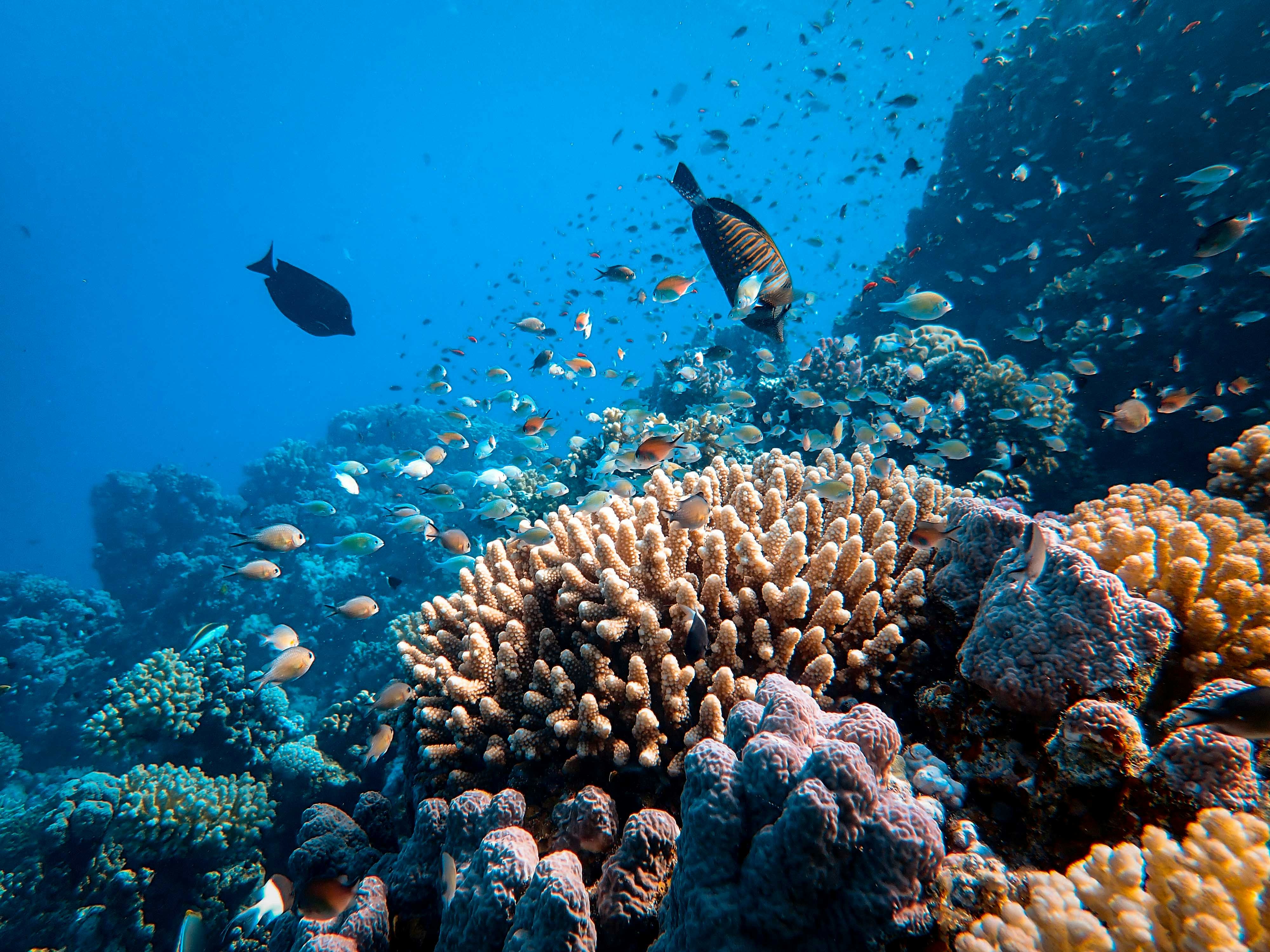 Ras Mohammed & White Island Boat Trip